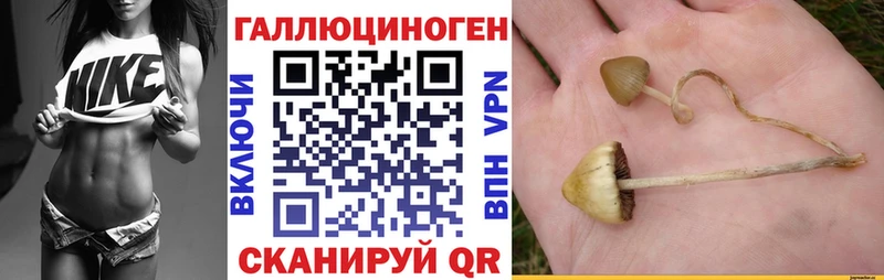 закладка  Камышин  Галлюциногенные грибы Psilocybine cubensis 