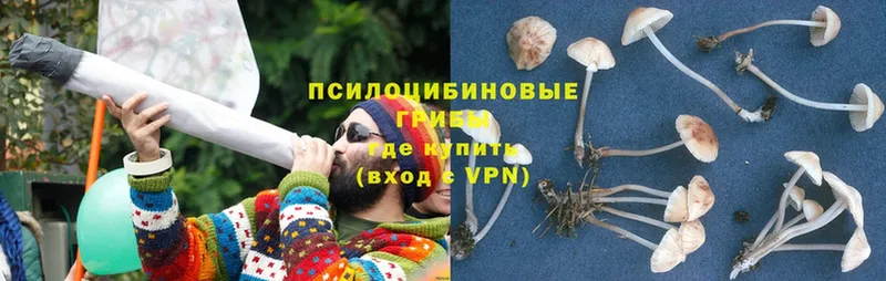 Галлюциногенные грибы Psilocybine cubensis  где можно купить наркотик  Камышин 